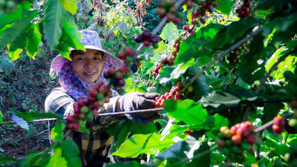 Woman harvesting Vietnamese instant coffee